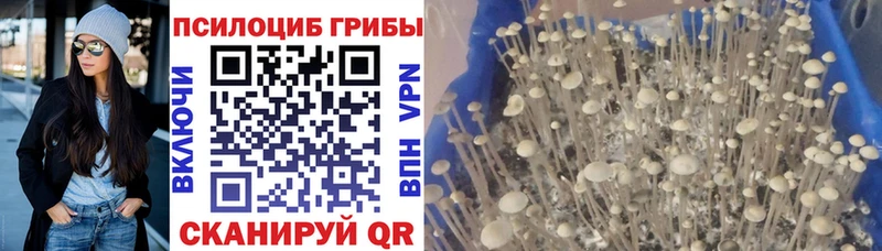 Купить закладки  Красногорск  Галлюциногенные грибы Cubensis